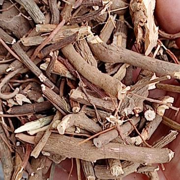朱砂根，常年批发供应冷背中药材朱砂根，量大从优