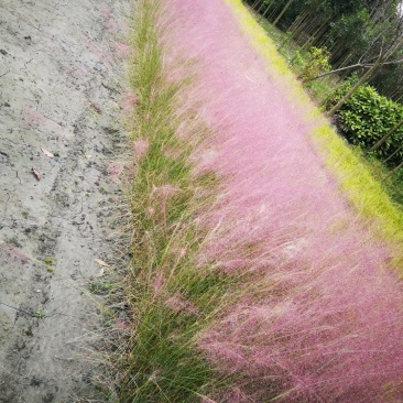 四川成都温江基地粉黛乱子草，质量保证欢迎咨询