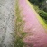 四川成都温江基地粉黛乱子草，质量保证欢迎咨询