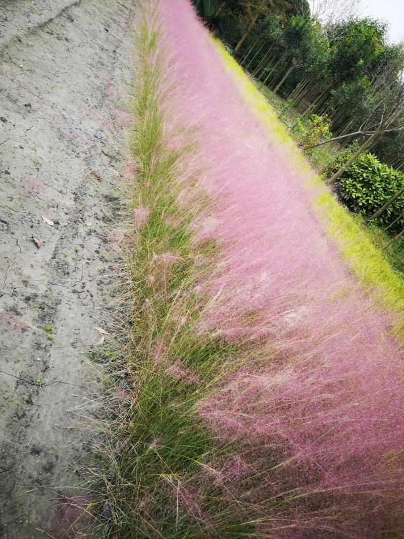 四川成都温江基地粉黛乱子草，质量保证欢迎咨询