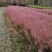 四川成都温江基地粉黛乱子草，质量保证欢迎咨询