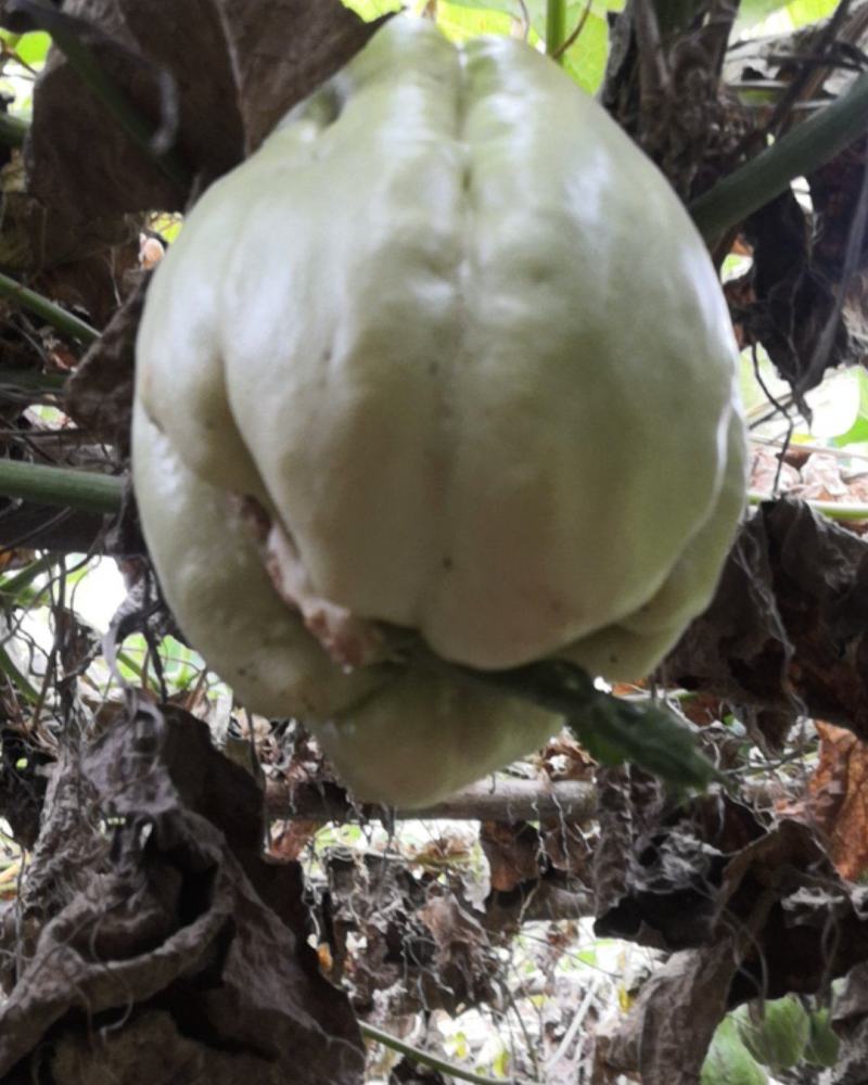 佛手瓜种苗已发芽！现摘现发的新鲜货，质量有保障。