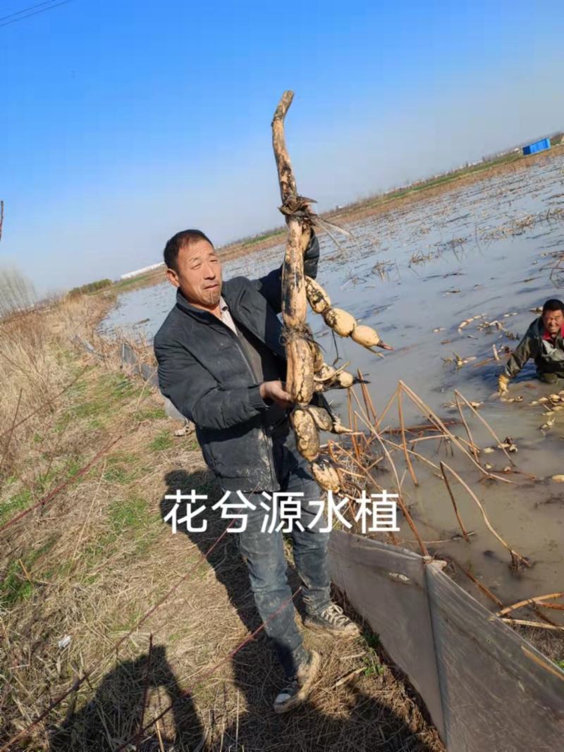 浅水藕苗高产食用藕苗荷花苗深水藕种藕带苗