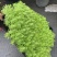 四川成都温江基地金叶佛甲草质量保证欢迎咨询