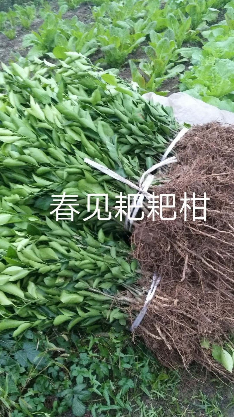 产地春见耙耙柑苗*耙耙柑果树苗保根保湿顺丰发货*耙耙柑苗