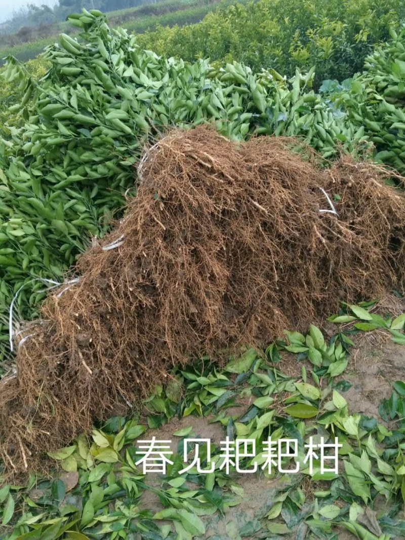 产地春见耙耙柑苗*耙耙柑果树苗保根保湿顺丰发货*耙耙柑苗