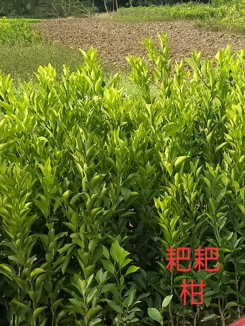产地春见耙耙柑苗*耙耙柑果树苗保根保湿顺丰发货*耙耙柑苗