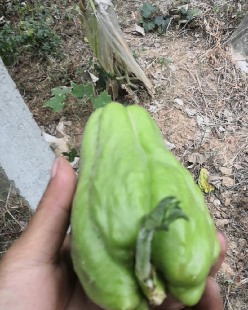 佛手瓜种苗已发芽！现摘现发的新鲜货，质量有保障。