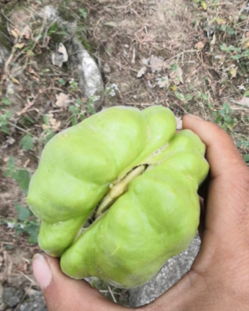 佛手瓜种苗已发芽！现摘现发的新鲜货，质量有保障。