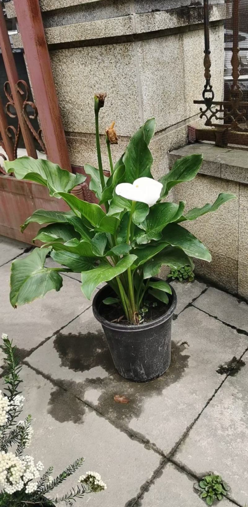 四川成都温江基地马蹄莲，质量保证欢迎咨询
