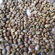 老挝罗布斯塔一级16目水洗咖啡豆