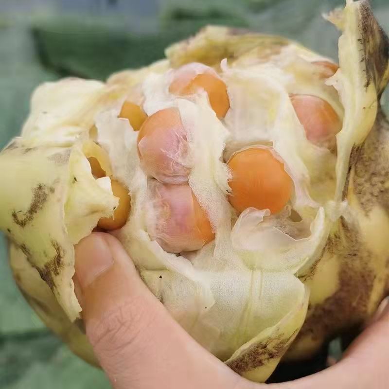 高产芡实种子芡实苗鸡头米苏芡无刺芡实，颗颗种子都是精选的