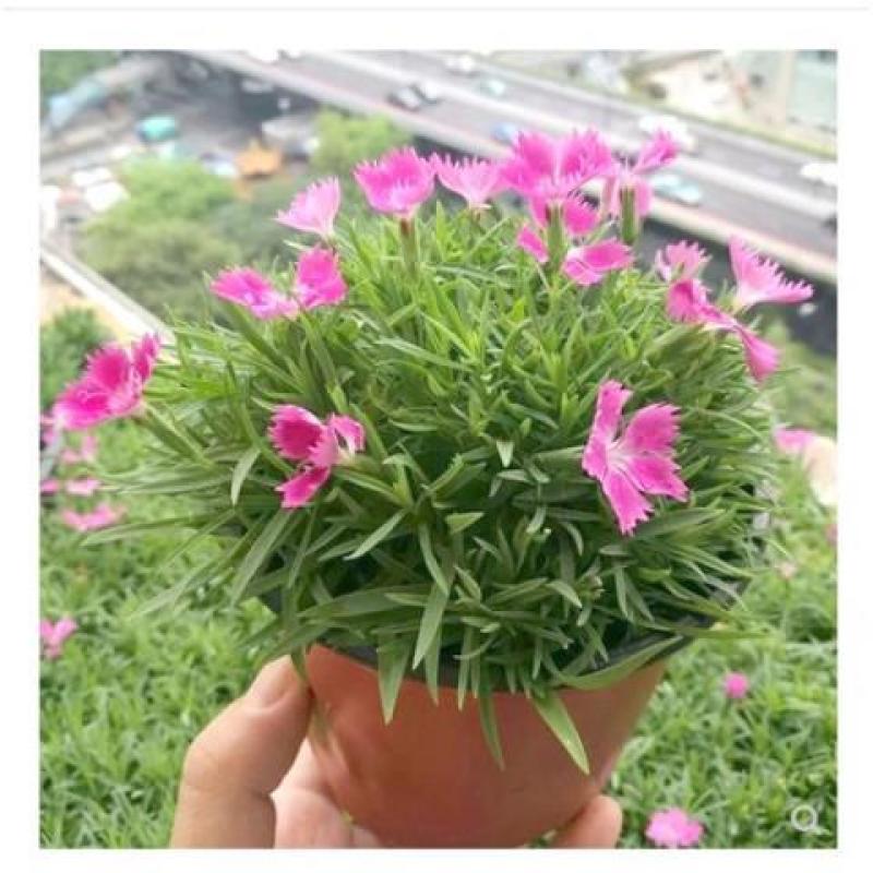 少女石竹耐寒多年生四季开花庭院种子路边美化五彩石竹