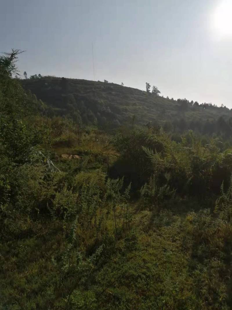 山地出租