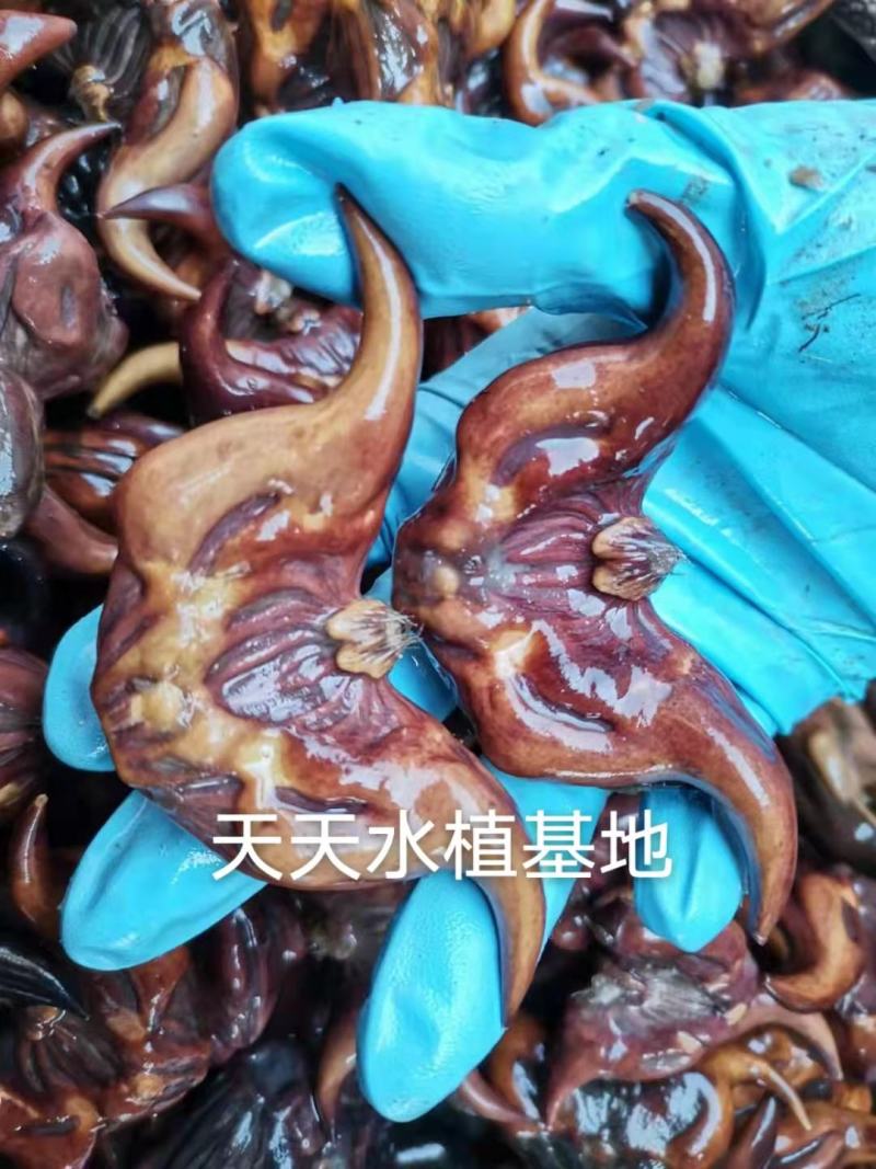 老菱角种子苗池塘水生植物菱角苗种植青菱角种子四季蔬菜红菱