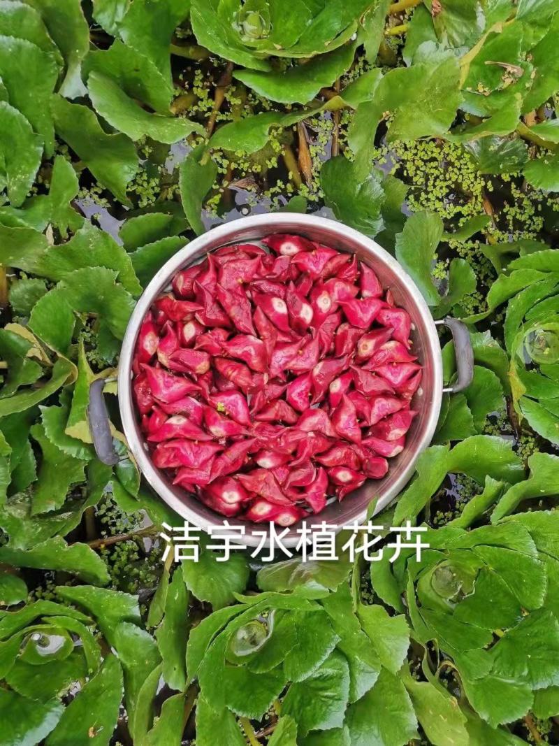 老菱角种子苗池塘水生植物菱角苗种植青菱角种子四季蔬菜红菱