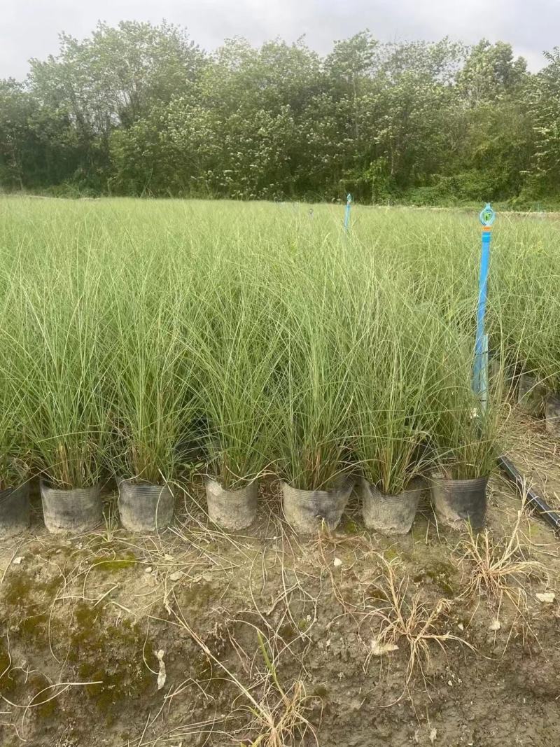 四川成都温江基地苗圃细叶芒质量保证，基地货