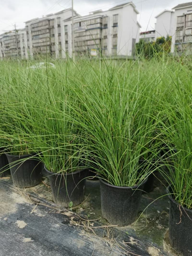 四川成都温江基地苗圃细叶芒质量保证，基地货