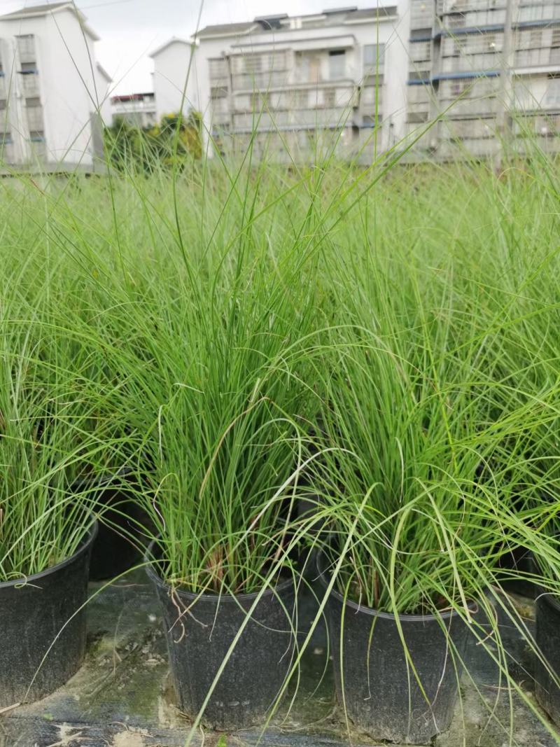 四川成都温江基地苗圃细叶芒质量保证，基地货