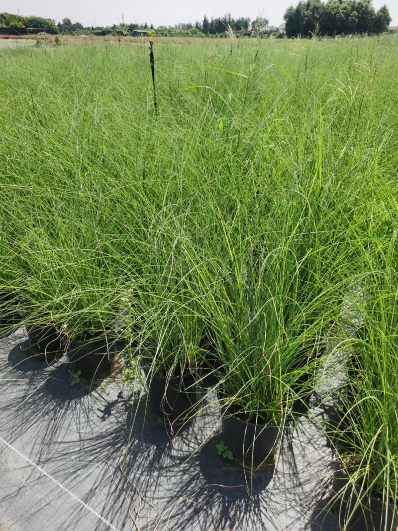四川成都温江基地苗圃细叶芒质量保证，基地货