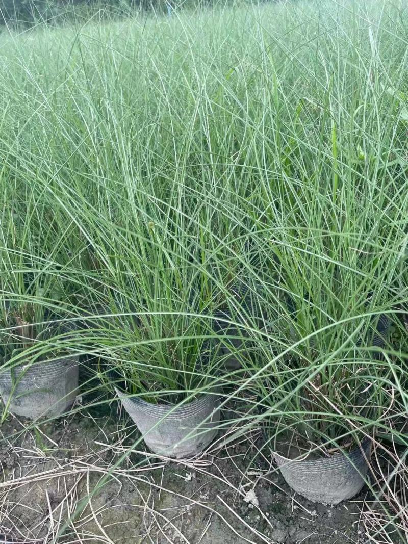 四川成都温江基地苗圃细叶芒质量保证，基地货