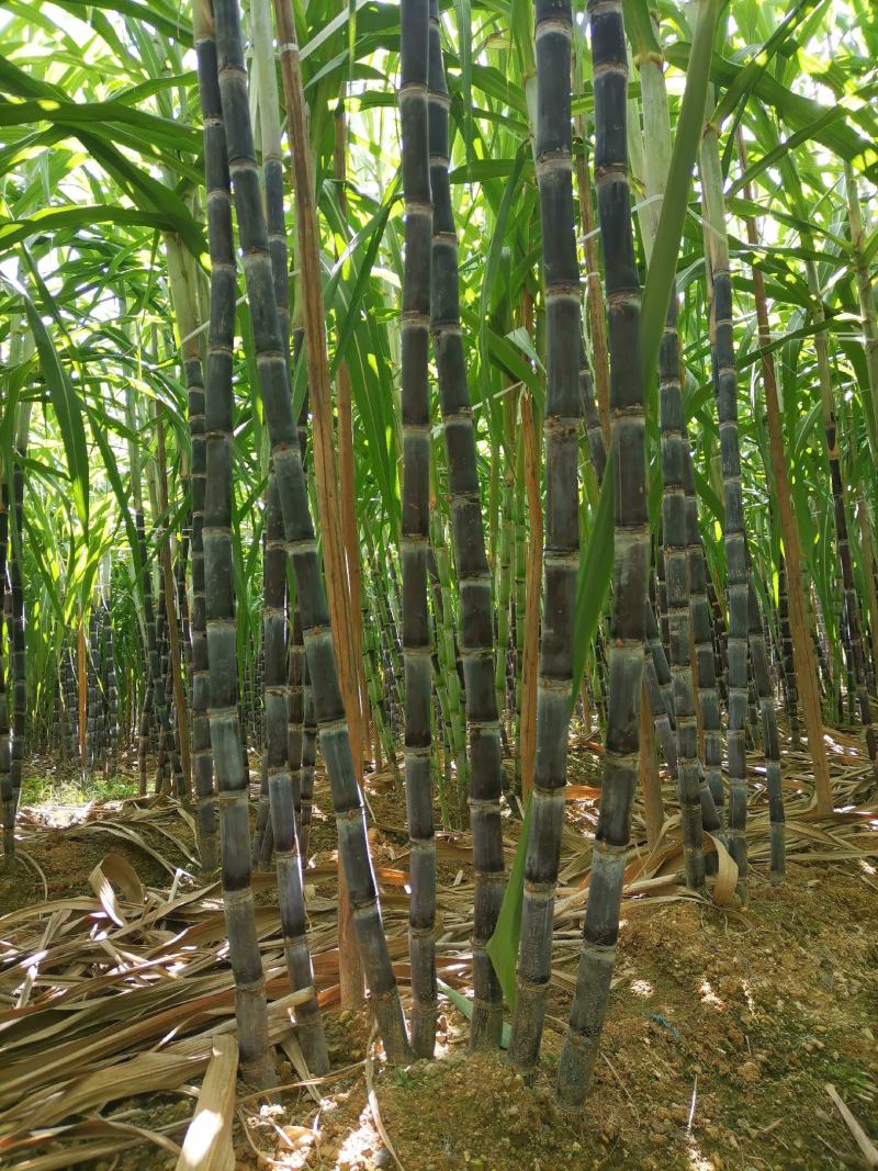 福建黑皮甘蔗，现砍现发，口感好，正宗农家种植，诚信合作！