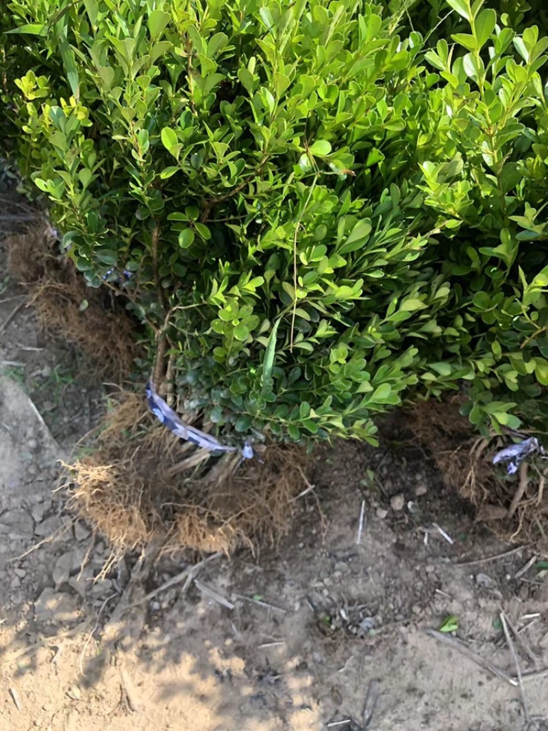 小叶黄杨基地直销各种规格齐全球类单颗毛球
