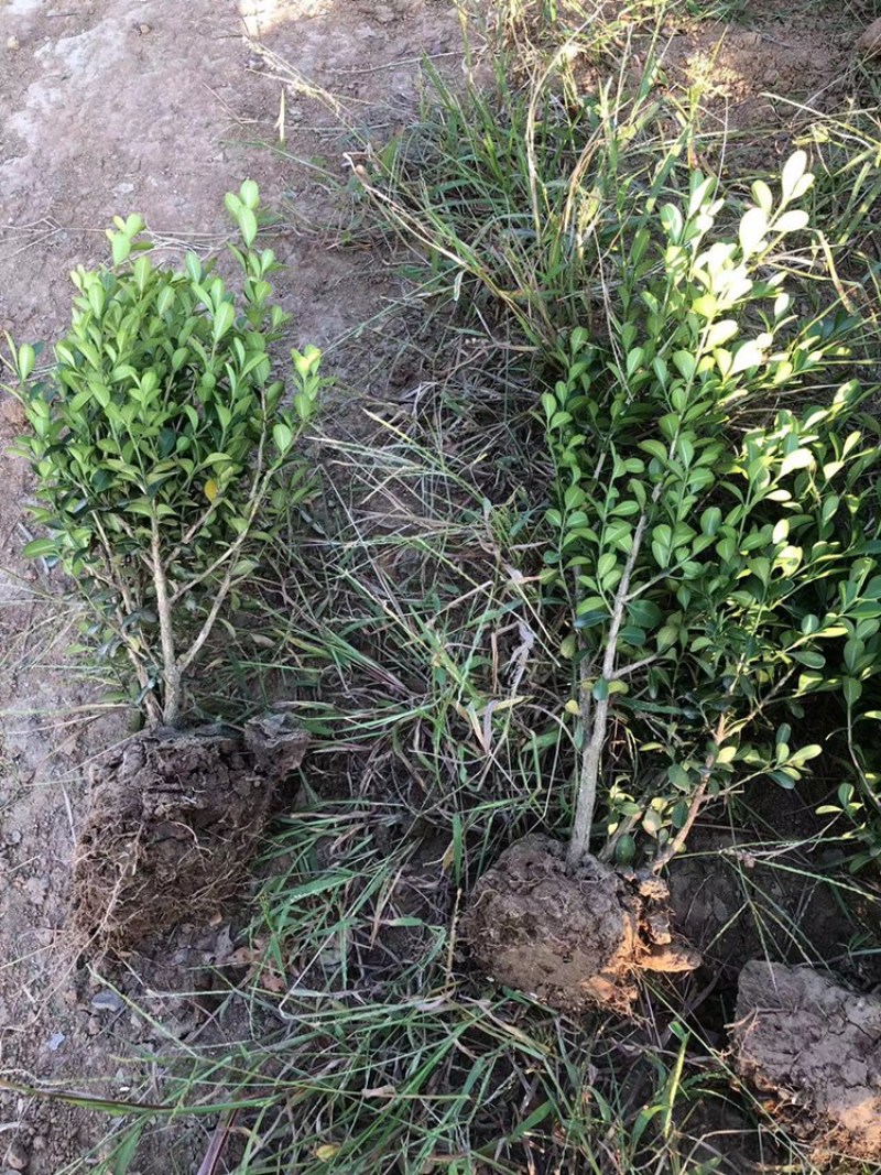 小叶黄杨基地直销各种规格齐全球类单颗毛球