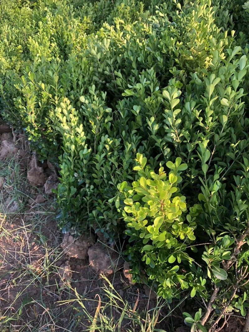 小叶黄杨基地直销各种规格齐全球类单颗毛球