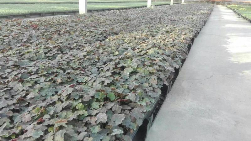 四川成都温江基地红色矾根，质量保证欢迎咨询