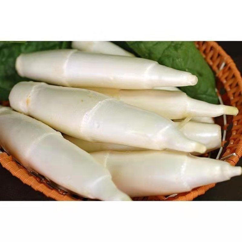 双季茭白苗早熟茭白苗老蹲苗高瓜苗高笋苗四季茭白苗种水生蔬
