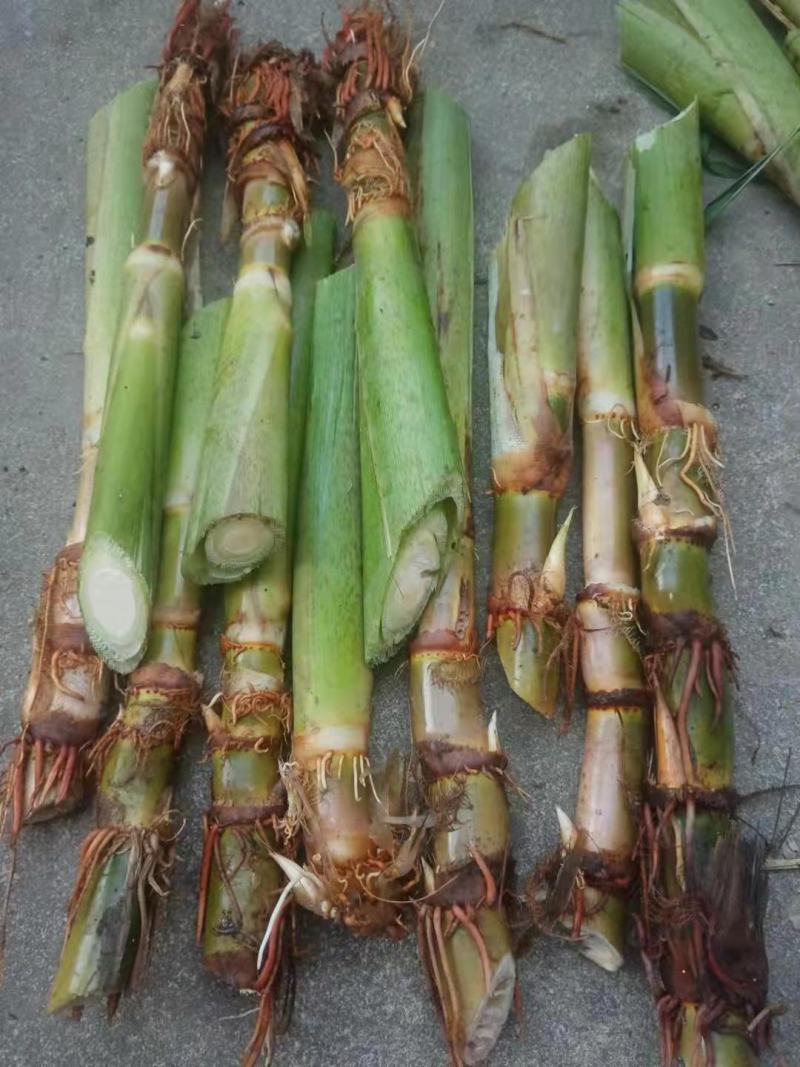 双季茭白苗早熟茭白苗老蹲苗高瓜苗高笋苗四季茭白苗种水生蔬