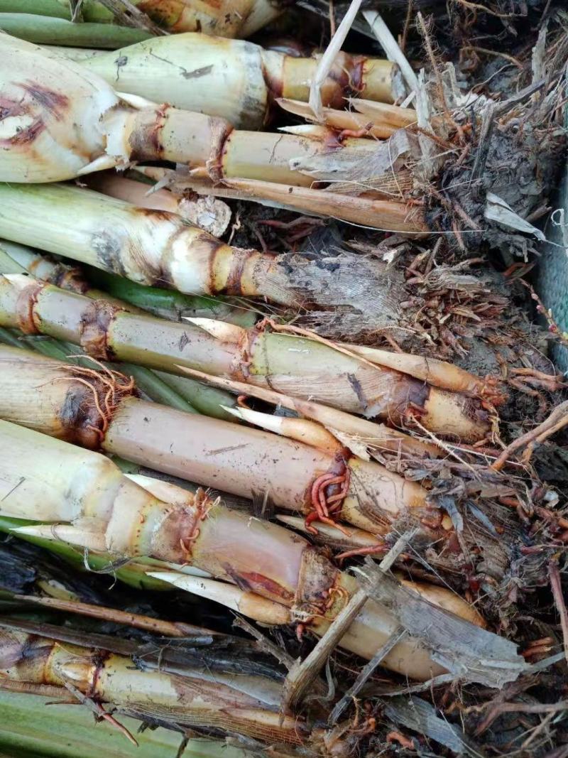 双季茭白苗早熟茭白苗老蹲苗高瓜苗高笋苗四季茭白苗种水生蔬