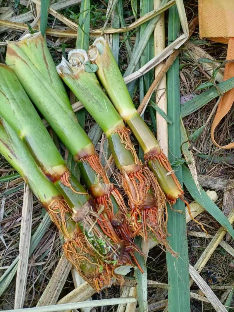 双季茭白苗早熟茭白苗老蹲苗高瓜苗高笋苗四季茭白苗种水生蔬