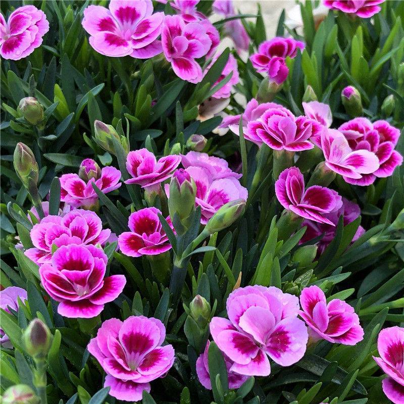 五彩石竹花种子耐寒多年生四季开花易种室内花卉室外庭院花种
