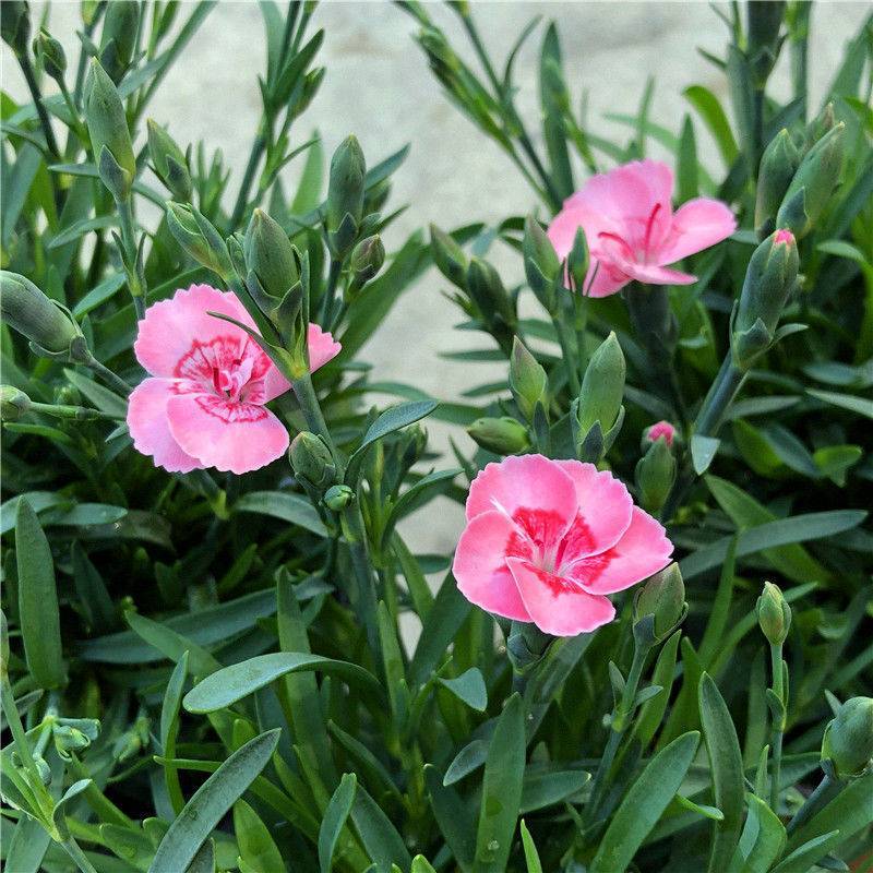 五彩石竹花种子耐寒多年生四季开花易种室内花卉室外庭院花种