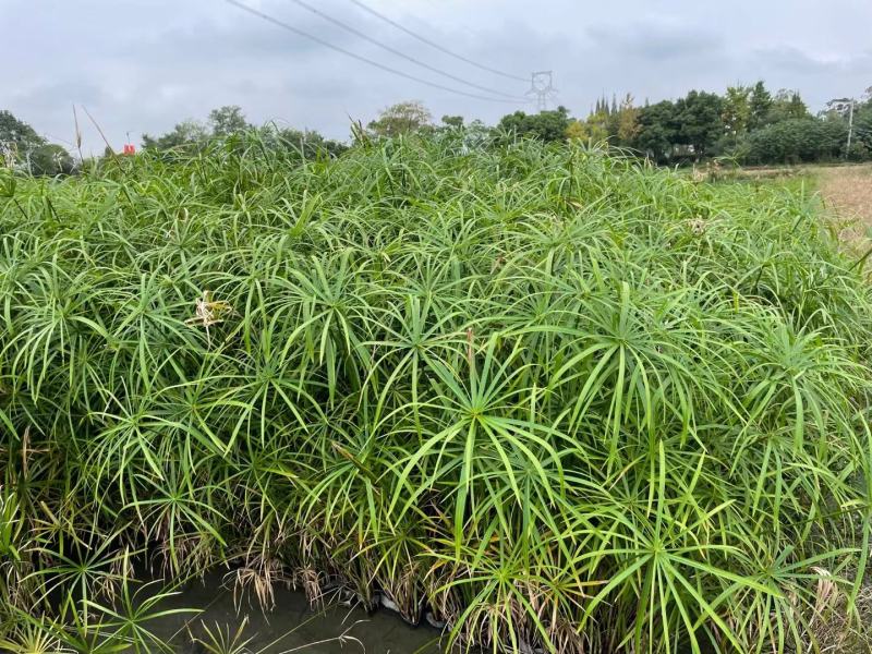 四川成都温江基地旱伞草，质量保证，基地货欢迎选购