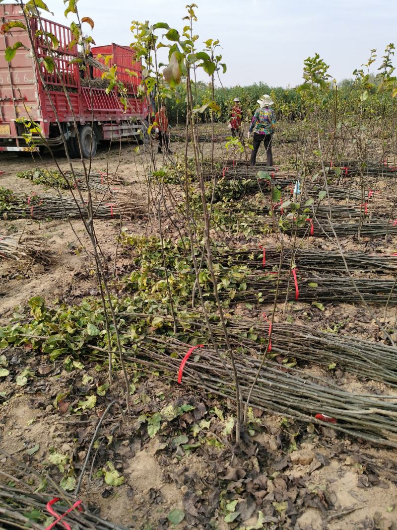 玉露香梨树苗品种纯正价格优惠玉露香梨苗基地直发