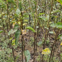玉露香梨树苗品种纯正价格优惠玉露香梨苗基地直发