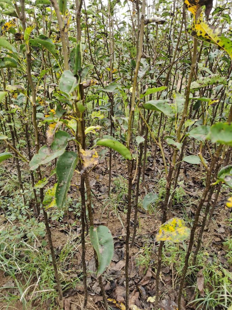 玉露香梨树苗品种纯正价格优惠玉露香梨苗基地直发