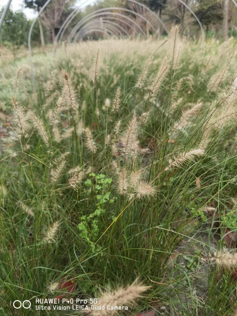 四川成都温江基地小兔子狼尾草，质量保证欢迎咨询