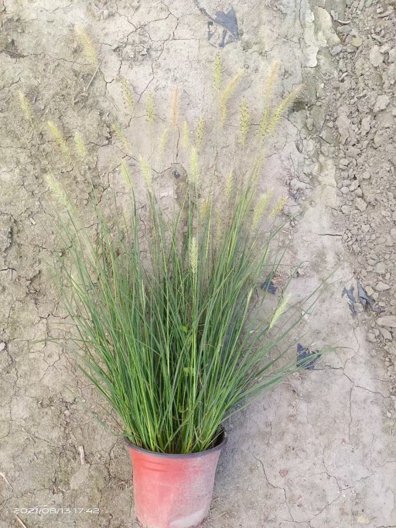 四川成都温江基地小兔子狼尾草，质量保证欢迎咨询