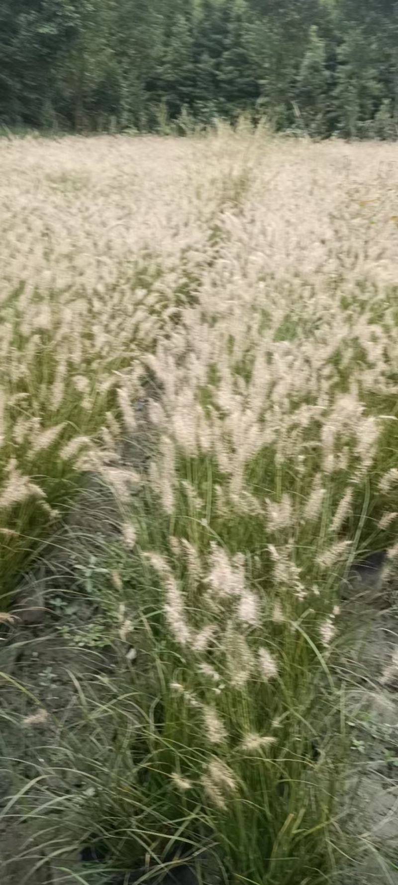 四川成都温江基地小兔子狼尾草，质量保证欢迎咨询