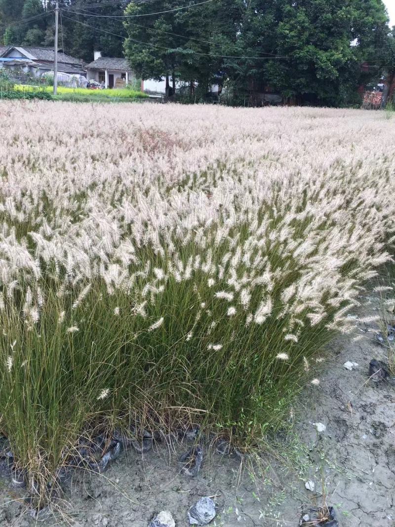 四川成都温江基地小兔子狼尾草，质量保证欢迎咨询