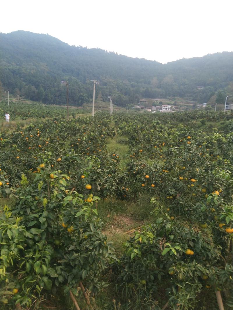 爱嫒38电商货
