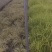 四川成都温江苗圃基地金叶苔草，质量保证，基地货欢迎选购
