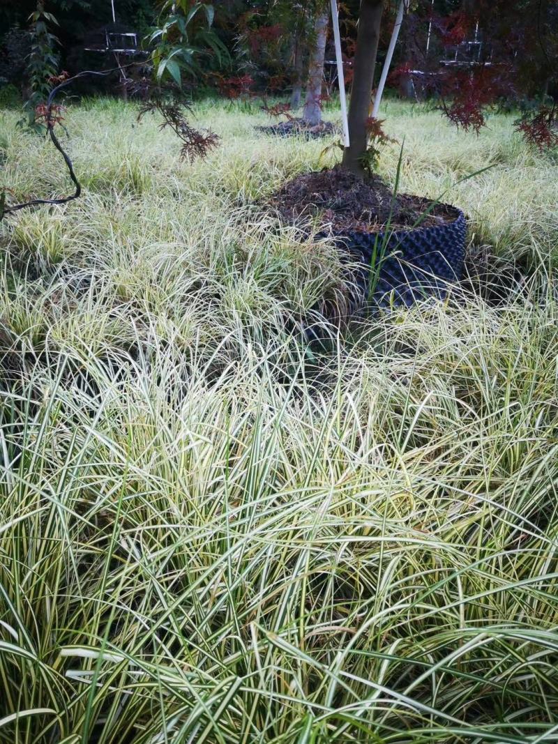 四川成都温江苗圃基地金叶苔草，质量保证，基地货欢迎选购