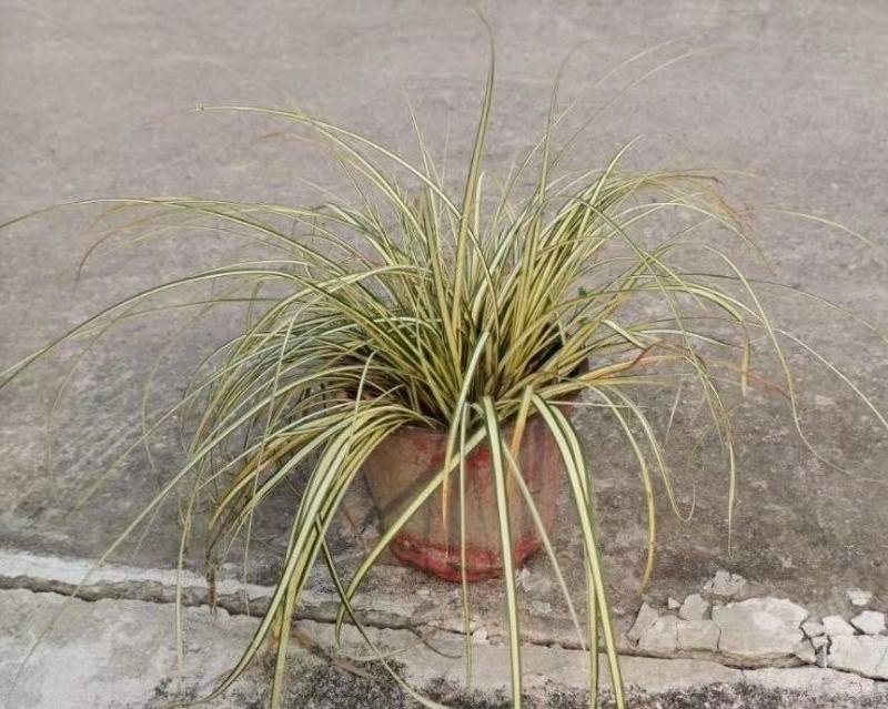四川成都温江苗圃基地金叶苔草，质量保证，基地货欢迎选购