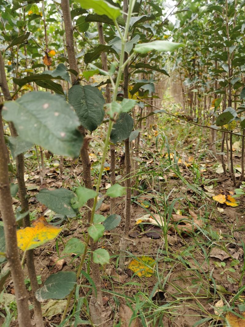 苹果树苗供应，规格齐全，美八，红富士苹果苗基地直发