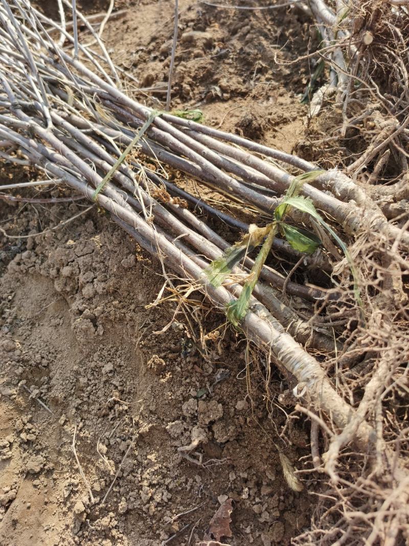 苹果树苗供应，规格齐全，美八，红富士苹果苗基地直发